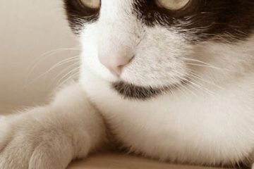 Warum Katzen ihre Krallen wetzen?