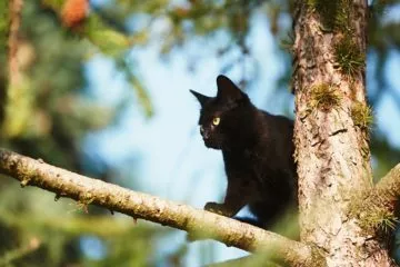 Naturkratzbaum - Katzenkratzbäume aus echtem Naturholz