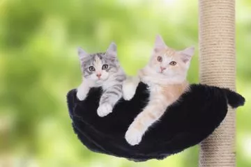 Katzenkratzbäume für zwei Katzen