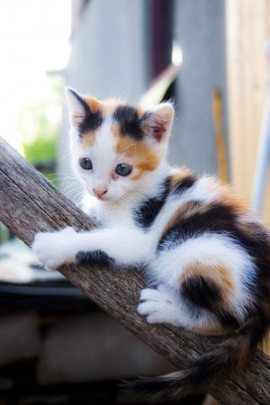 Natur pur für die Katze: Kratzbaum aus echten Baumstämmen - Naturkratzbäume