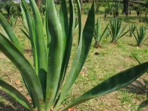 Sisal-Agave werden die Sisalfaser gewonnen