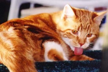 Warum Katzen sich putzen – Putztrieb bei der Katze