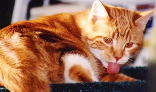Warum Katzen sich putzen – Putztrieb bei der Katze