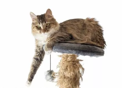 bigstock-Cat-resting-cat-on-a-sofa-in-1163504481
