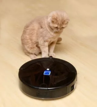 Roboterstaubsauger und Katze