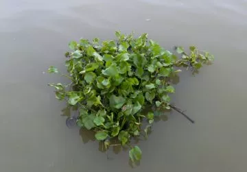 wasserhyazinthe für kratzbaum