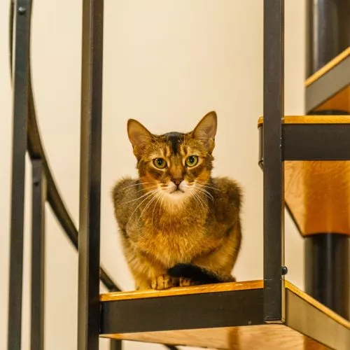 Katzentreppe oder Katzenleiter