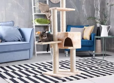 bigstock-Cute-cat-sitting-on-tree-in-mo-1822231781