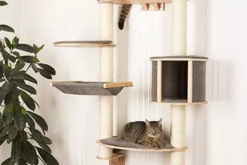 Wandkratzbaum für Katzen – Stilvolle Kratzbäume