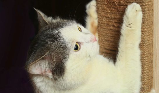 Kratzecke für Katzen: Eckkratzbrett für Wand & Ecken