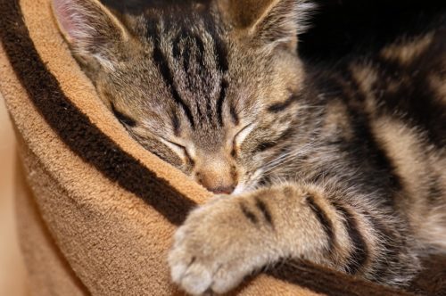 Katzenbett - Katze schlafen