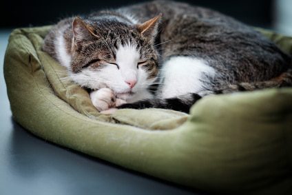 Katzensofa