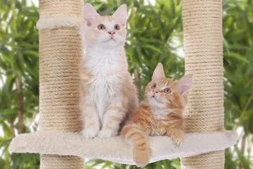Kratzbaum für Kitten und junge Katzen