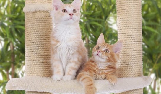 Kratzbaum für Kitten und junge Katzen