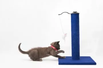 Kratzsäule für Katzen