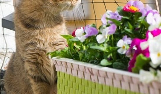 Katzennetze – Schutznetze für Balkon und Garten