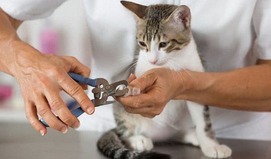 Krallenpflege bei Katzen – Auf was muss man achten?