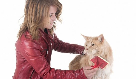 Sinnvolle Fellpflege bei Katzen – Regelmäßiges Bürsten und Kämmen ein Muss