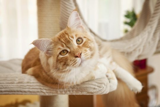 Wie bringe ich meine Katze dazu den Kratzbaum zu benutzen?