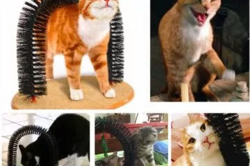 Massagebogen für Katzen – Fellpflege und Wellness für die Katze