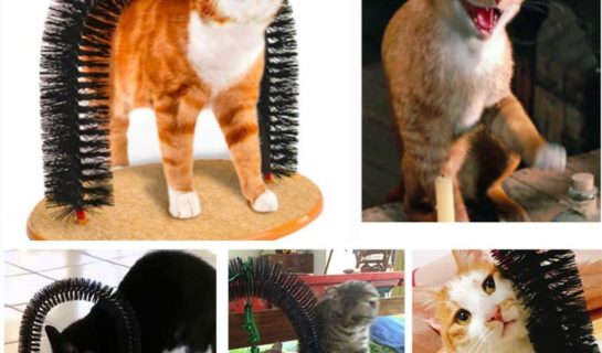 Massagebogen für Katzen – Fellpflege und Wellness für die Katze