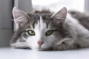 Katzenhaltung in der Mietwohnung – Wann darf ich eine Katze halten?