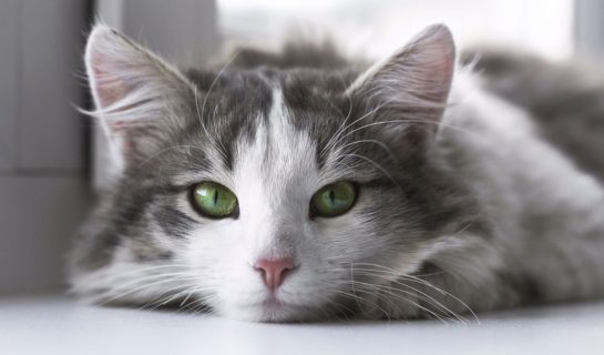 Katzenhaltung in der Mietwohnung – Wann darf ich eine Katze halten?