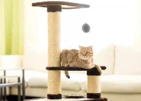 Katzenkratzbaum selber bauen oder fertig kaufen?