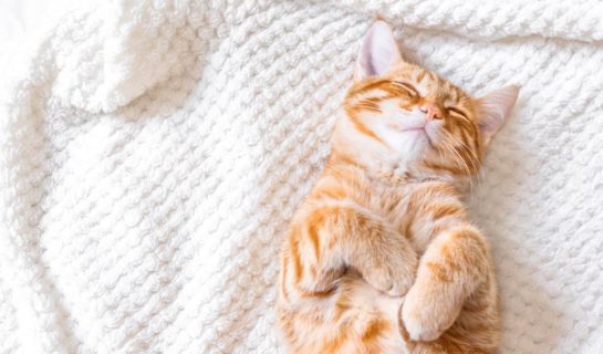 Selbstheizende Decke für Katzen
