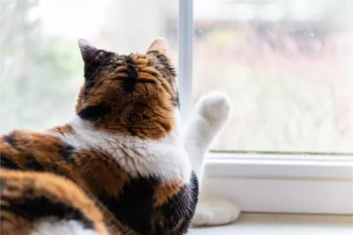 Fensterbankliege für Katzen
