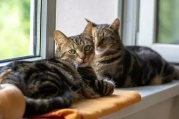 Fensterbankliege für Katzen – Die bequeme Katzenliege direkt am Fenster