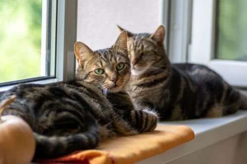 Katzen auf der Fensterbank
