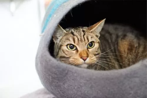 Kuschelhöhle für Katzen