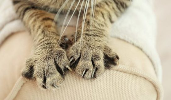 Katze kratzt an Möbeln – Was kann ich tun?