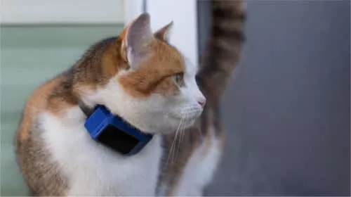 Katze mit GPS Tracker