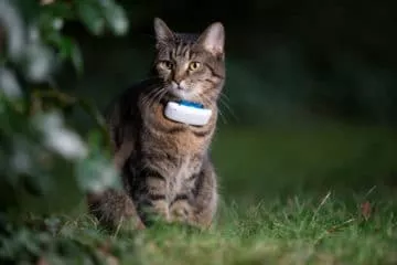 GPSTracker für Katzen