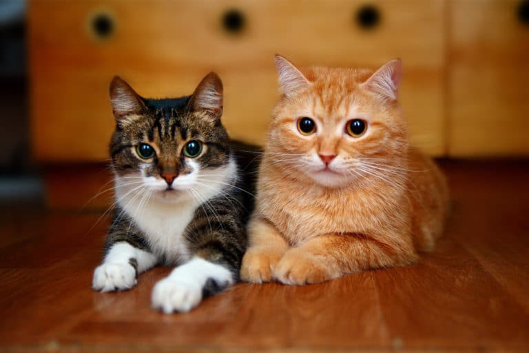Zwei Katzen aneinander gewöhnen mit diesen Tipps