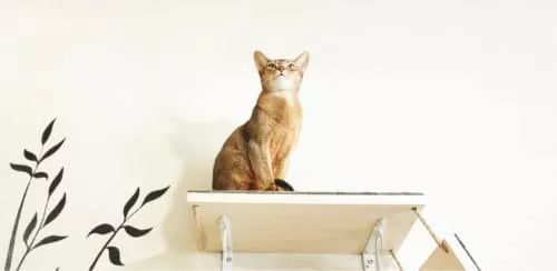 Wandliege für Katzen