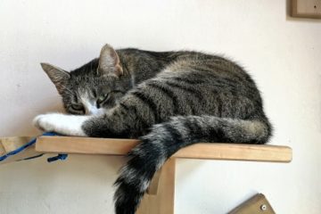 Wandliege für Katzen – Wandliegebrett platzsparend an der Wand montiert