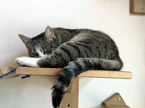 Wandliegebrett für Katzen