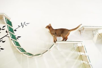 Wandpark für Katzen – Kletterparadies auf kleinstem Raum