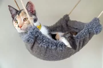 Hängematte für Katzen – Platzsparender Aussichtspunkt