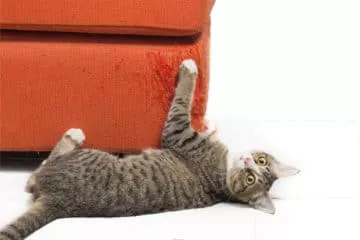 Kratzschutz für Möbel – Schutz vor Kratzattacken der Katze
