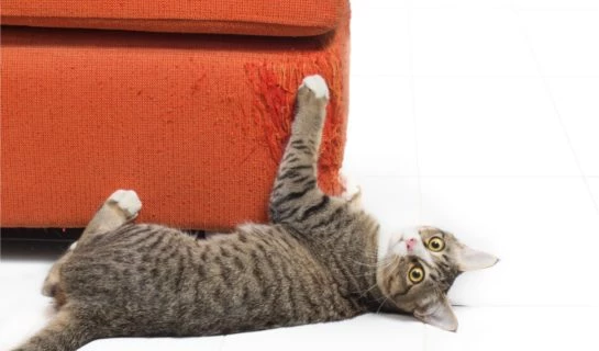 Kratzschutz für Möbel – Schutz vor Kratzattacken der Katze