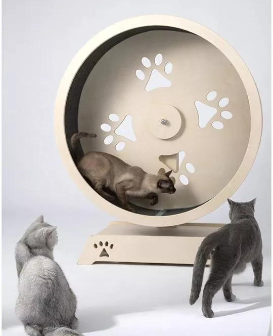 Laufband für Katzen