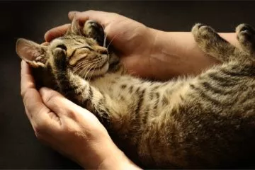 Warum Katzen Schnurren? Und was bedeutet es?
