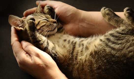 Warum Katzen Schnurren? Und was bedeutet es?