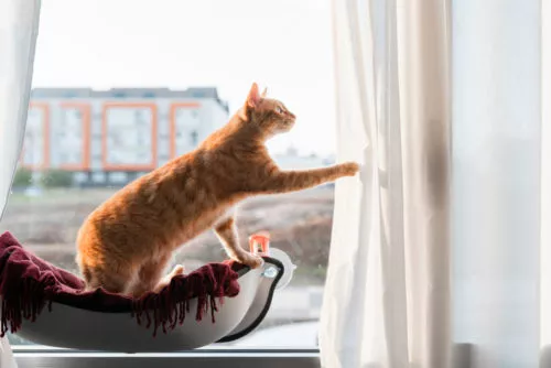 Katze spielt mit Vorhang