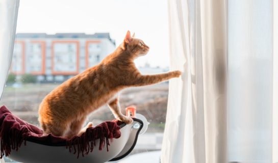 Katzen von Vorhängen und Gardinen fernhalten